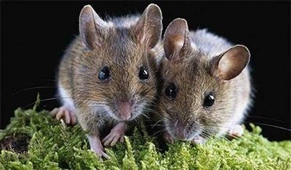 春季是鼠类活动、繁殖的高峰时期，此时灭鼠效果较佳
